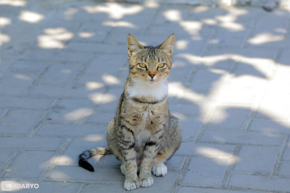 Uzbekistan drafts law introducing jail terms and higher fines for animal abuse